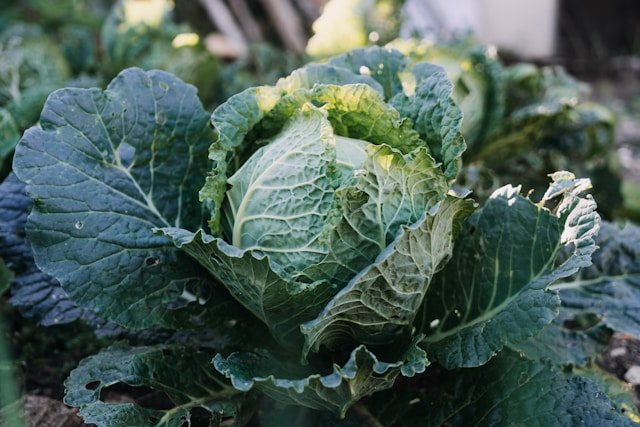 Top Superfoods for 2025