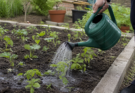 How to Water Garden Plants the Right Way