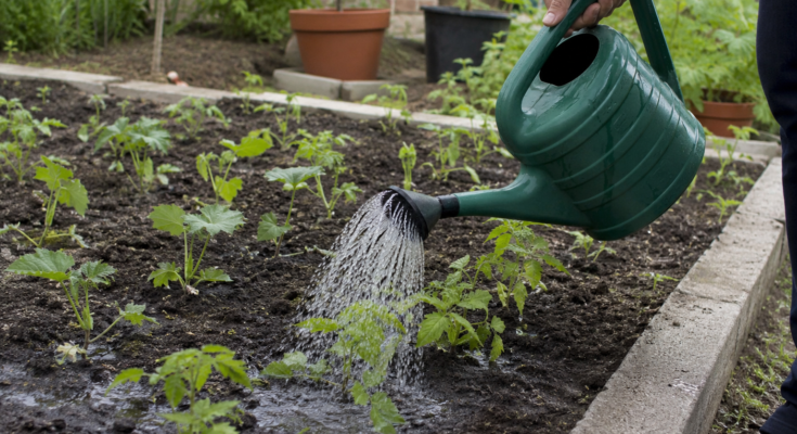 How to Water Garden Plants the Right Way