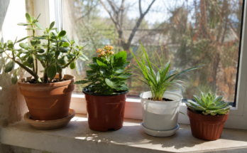 How to Give Plants the Right Amount of Sunlight