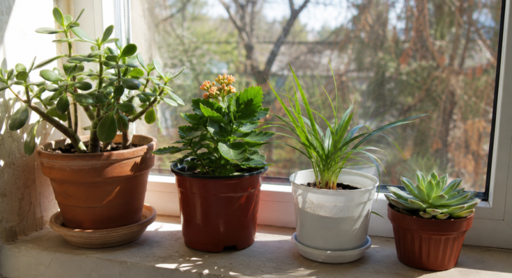 How to Give Plants the Right Amount of Sunlight