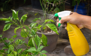 Easy Ways to Protect Plants From Pests