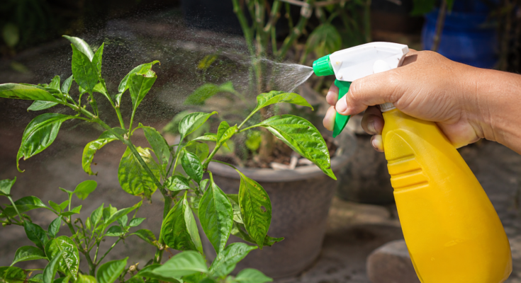 Easy Ways to Protect Plants From Pests