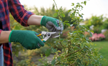 How to Prune Plants for Better Growth