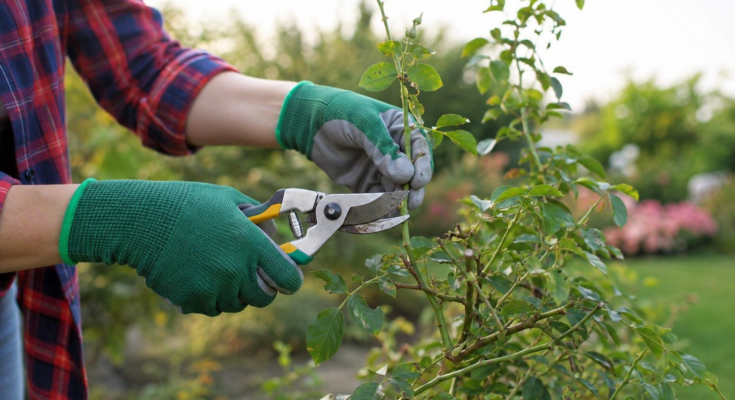 How to Prune Plants for Better Growth