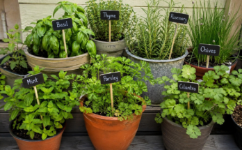 How to Grow Fresh Herbs in a Small Garden