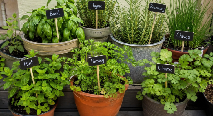 How to Grow Fresh Herbs in a Small Garden