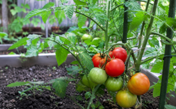 Best Gardening Tips for Growing Tomatoes