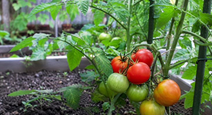 Best Gardening Tips for Growing Tomatoes