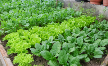 How to Grow Leafy Green Vegetables Successfully