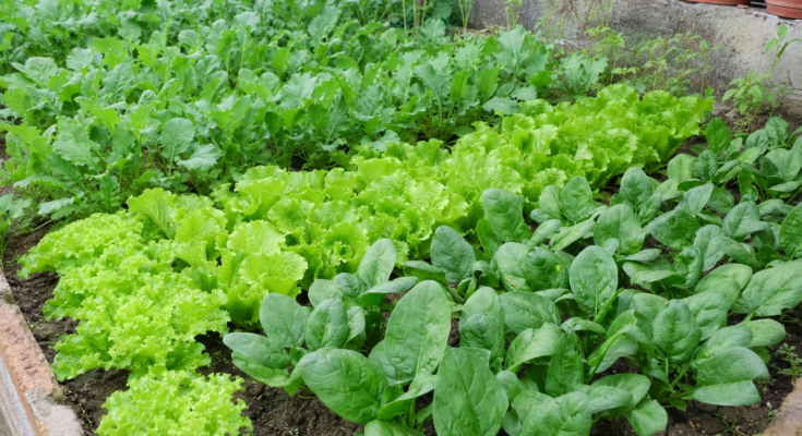 How to Grow Leafy Green Vegetables Successfully