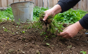 Tips for Controlling Weeds Naturally