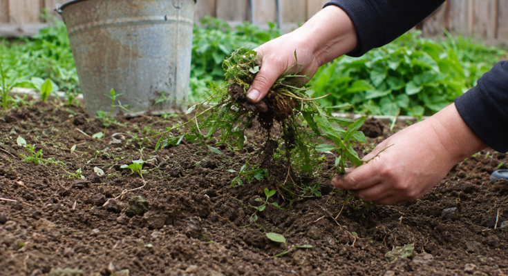 Tips for Controlling Weeds Naturally